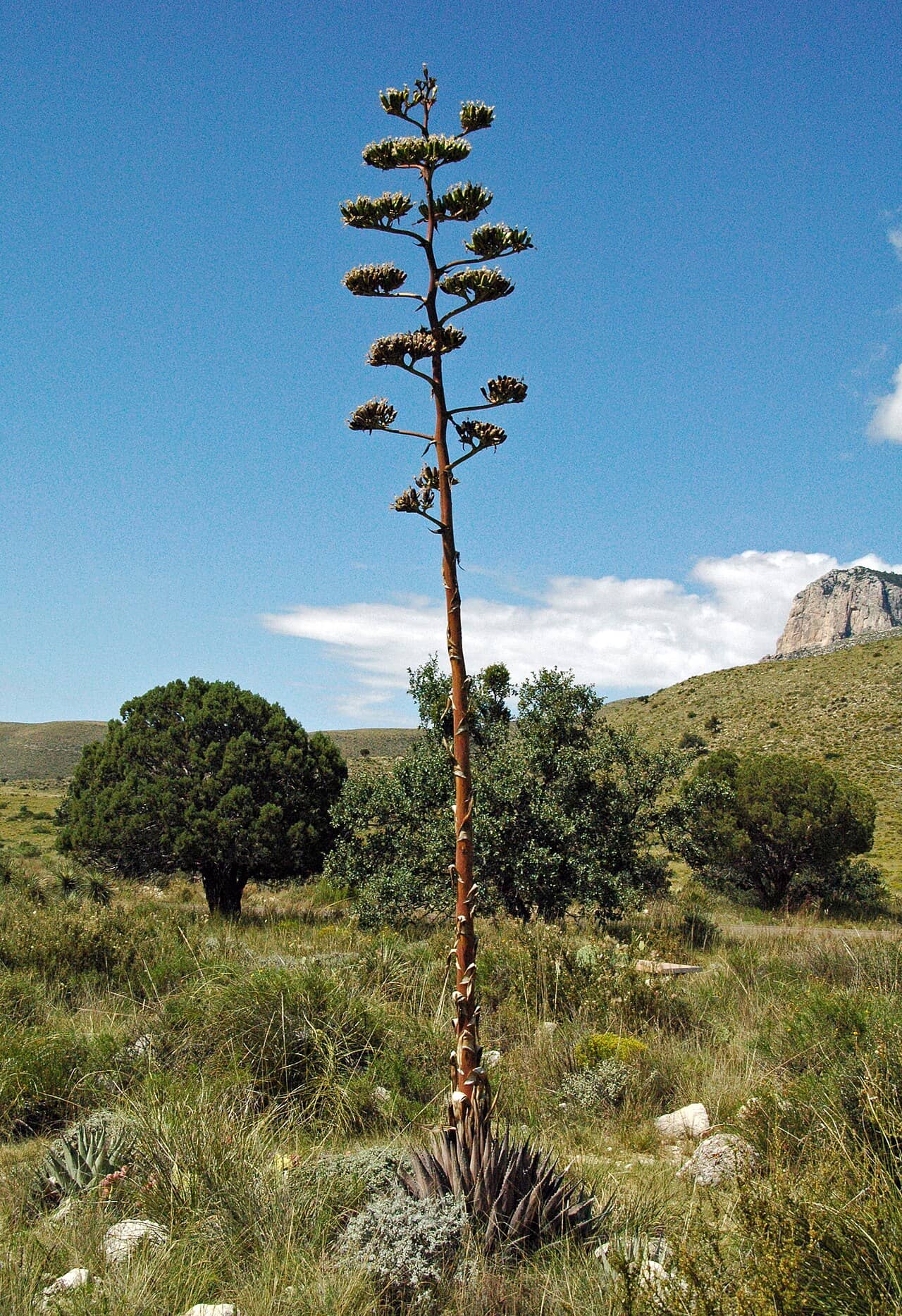 Agave parryi (Agave parryi) growing wild.