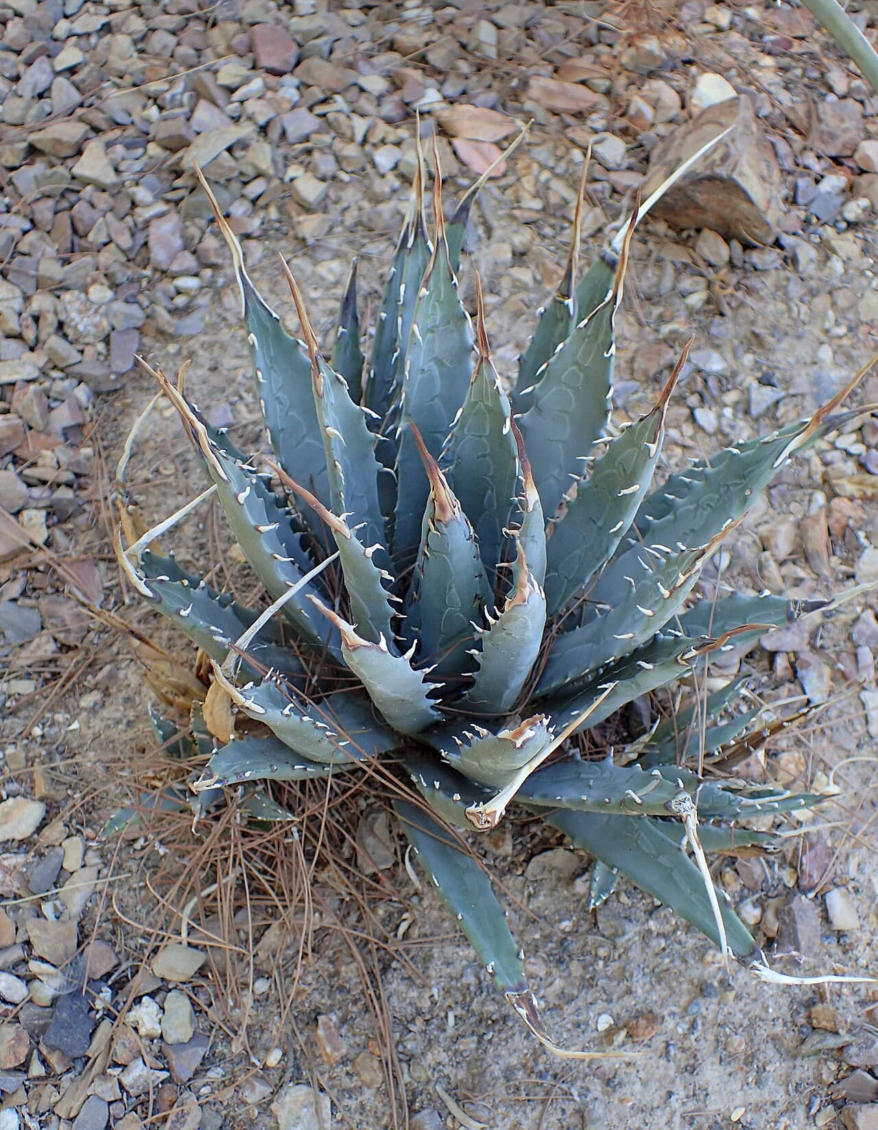 Agave utahensis (Agave utahensis), the whole plant.