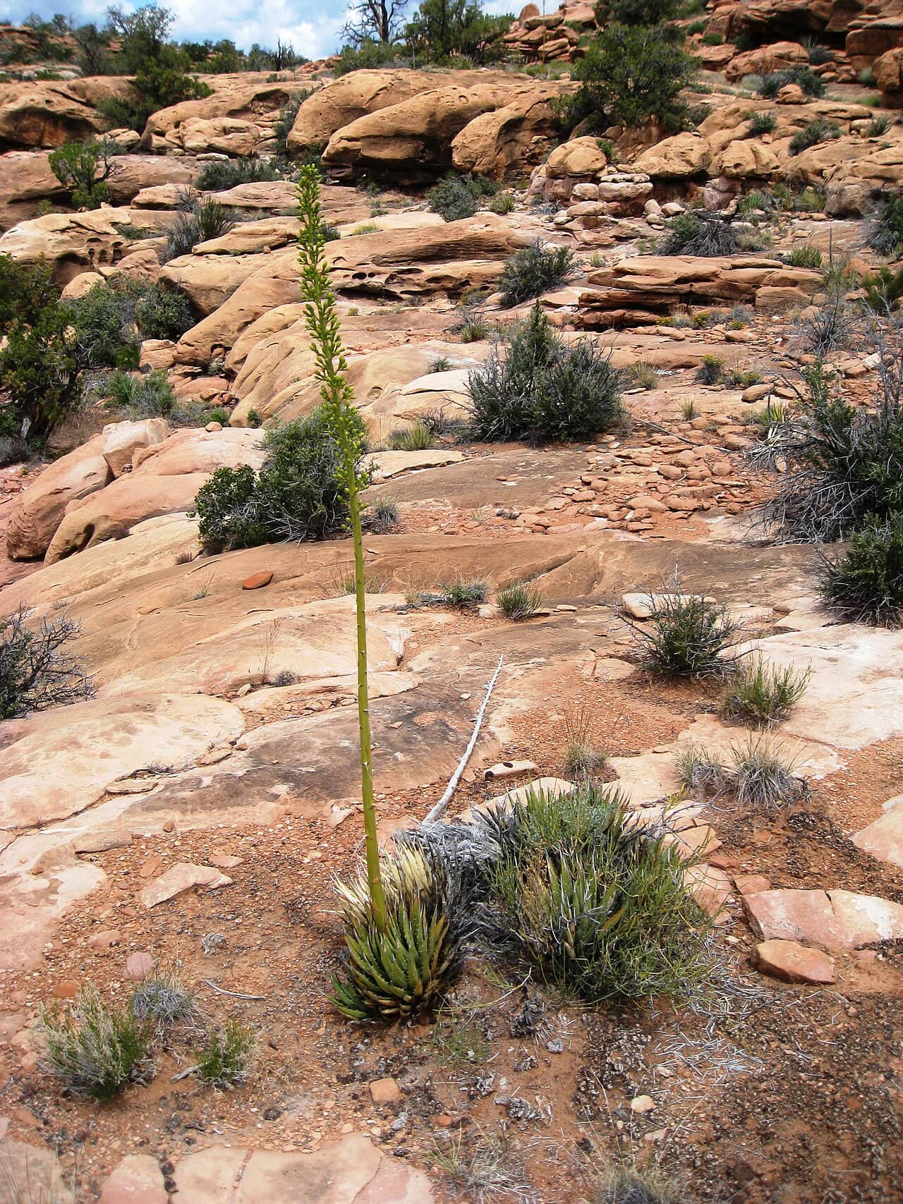 Agave utahensis (Agave utahensis) growing wild.