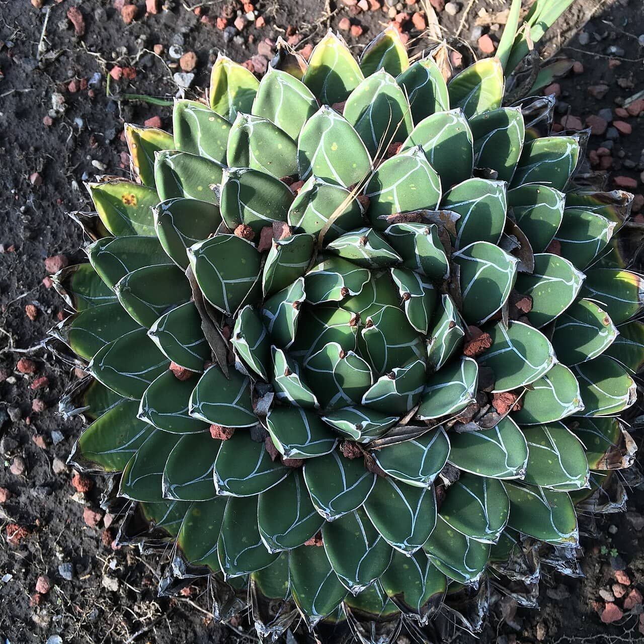 Agave victoriae-reginae (Agave victoriae-reginae), the whole plant.