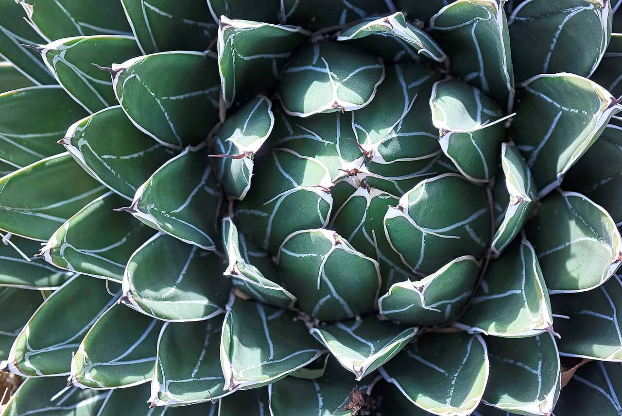 Close view of Agave victoriae-reginae (Agave victoriae-reginae) foliage.