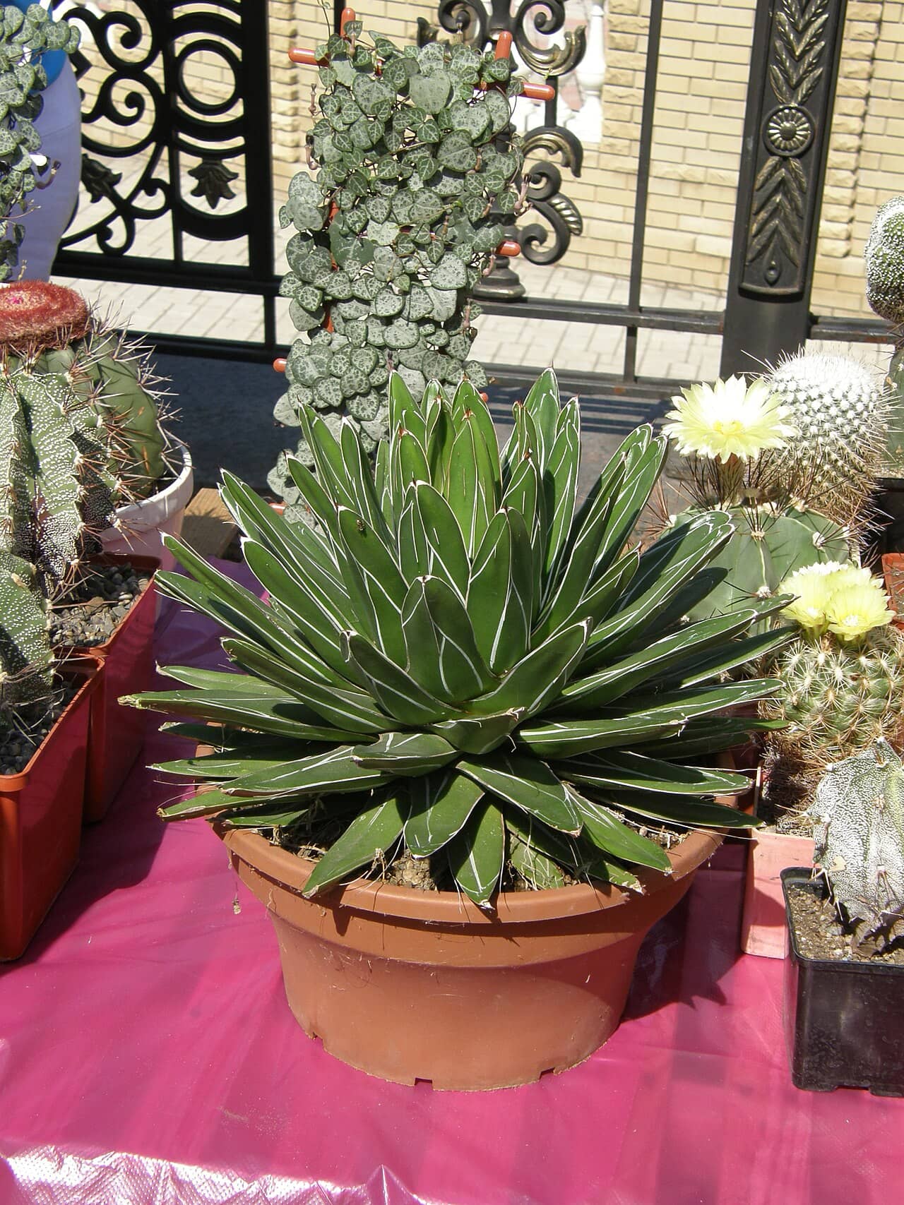 Agave victoriae-reginae (Agave victoriae-reginae) growing in a pot.