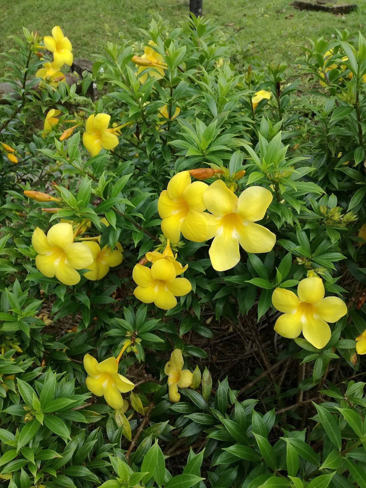 Allamanda (Allamanda cathartica), the whole plant.