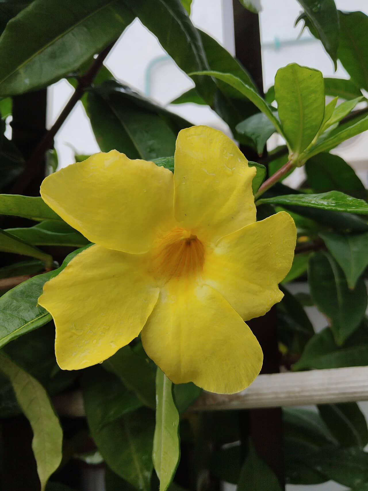 Flowers of Allamanda (Allamanda cathartica).