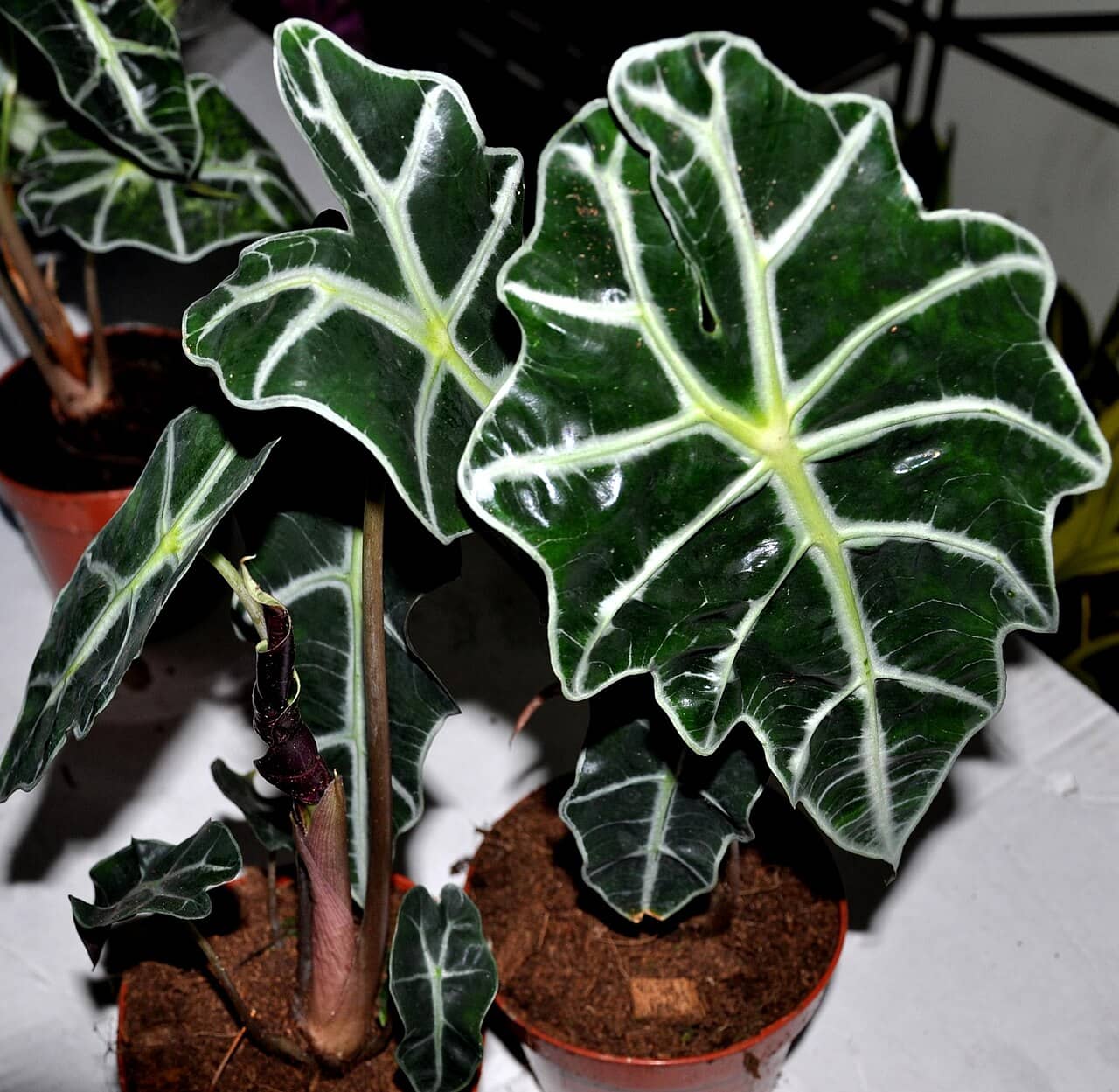 Alocasia (Alocasia x amazonica), the whole plant.