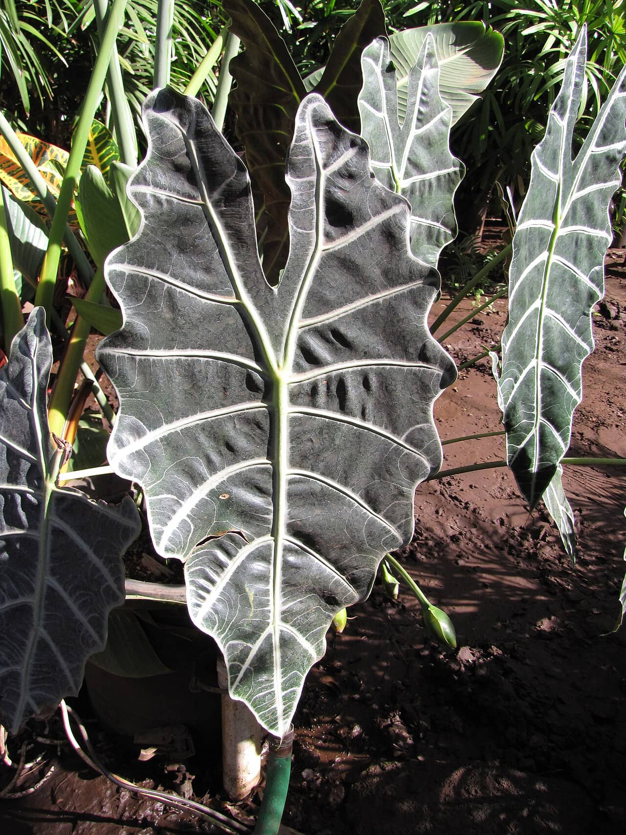 Close view of Alocasia (Alocasia x amazonica) foliage.