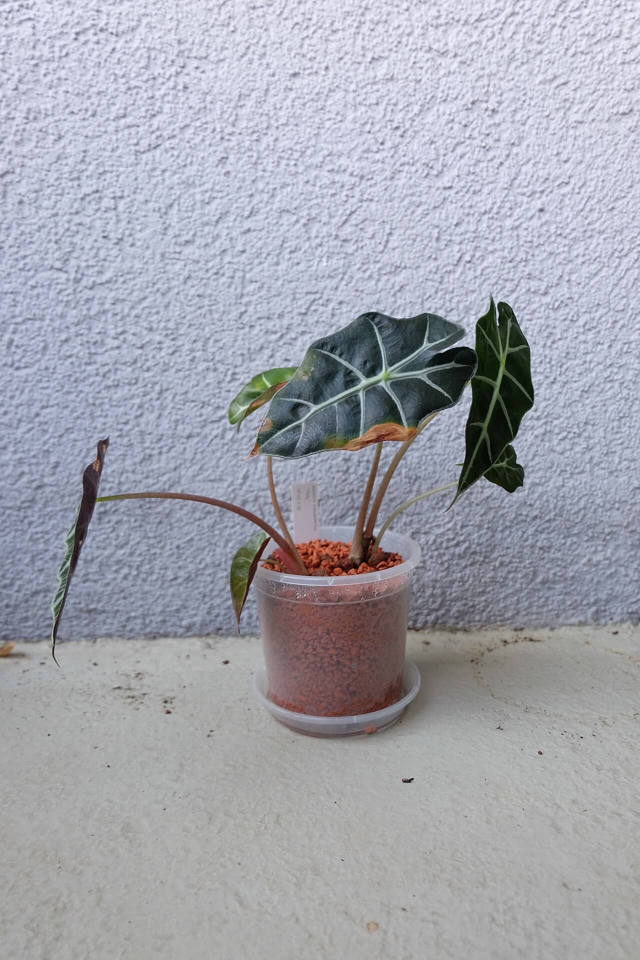 Alocasia (Alocasia x amazonica) growing in a pot.