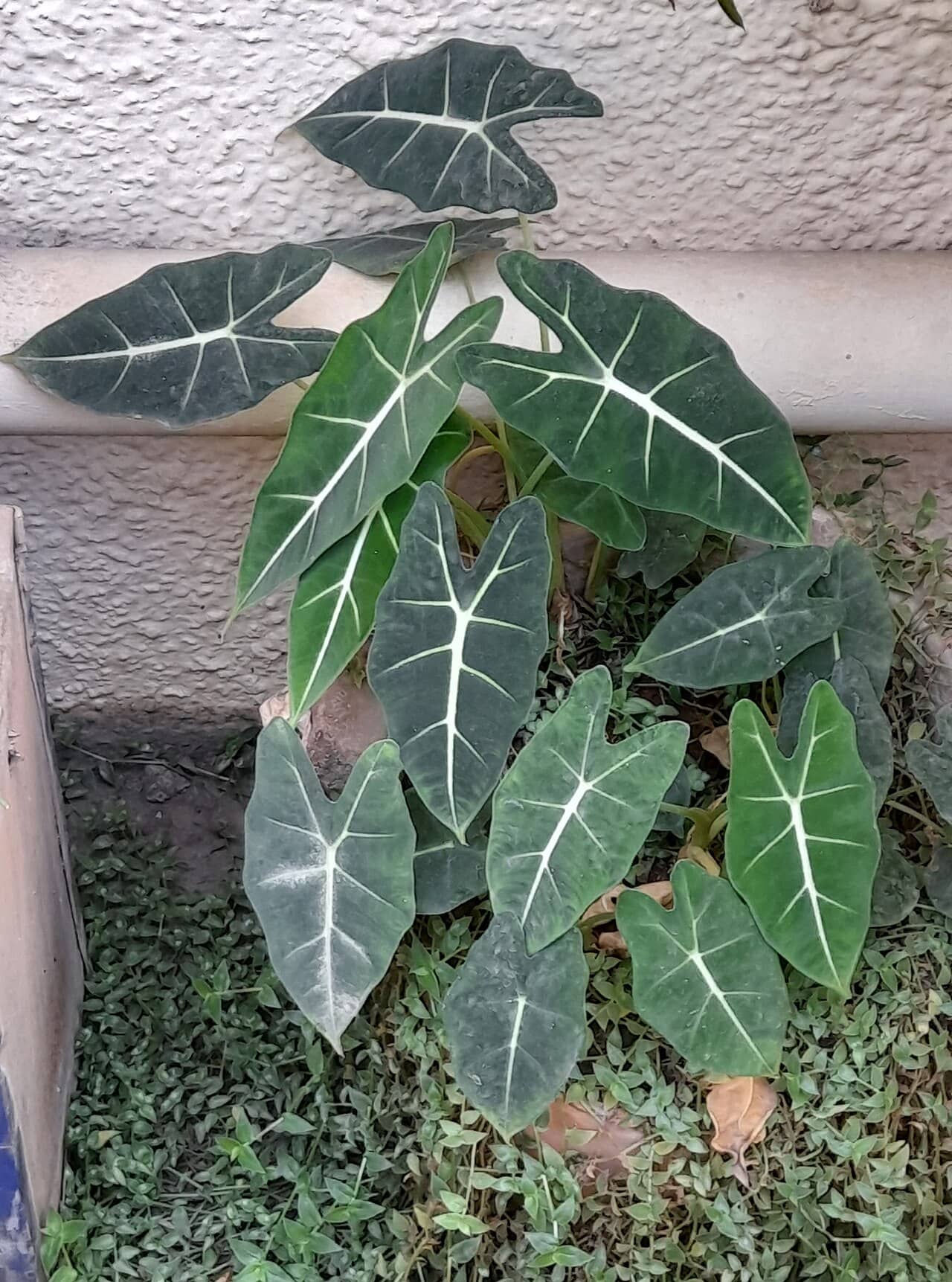 Alocasia micholitziana (Alocasia micholitziana), the whole plant.