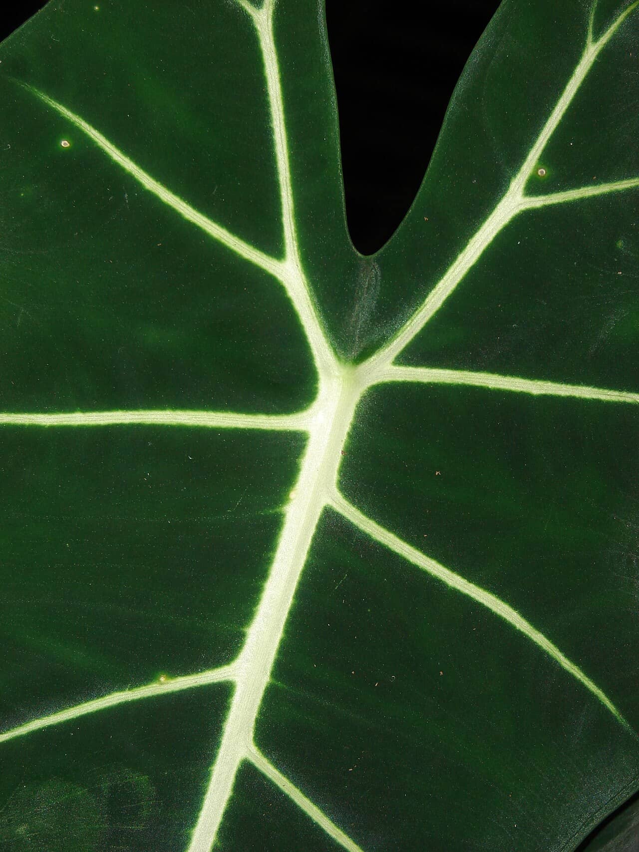 Close view of Alocasia micholitziana (Alocasia micholitziana) foliage.