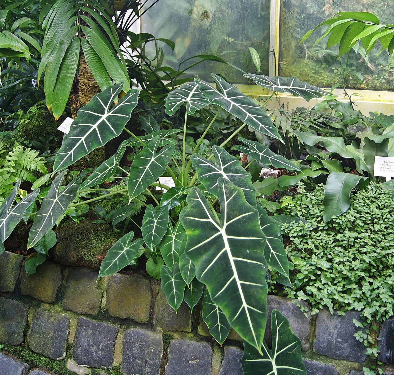 Alocasia micholitziana (Alocasia micholitziana) growing wild.