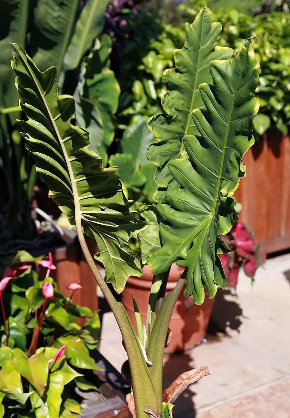 Alocasia portei (Alocasia portei), the whole plant.