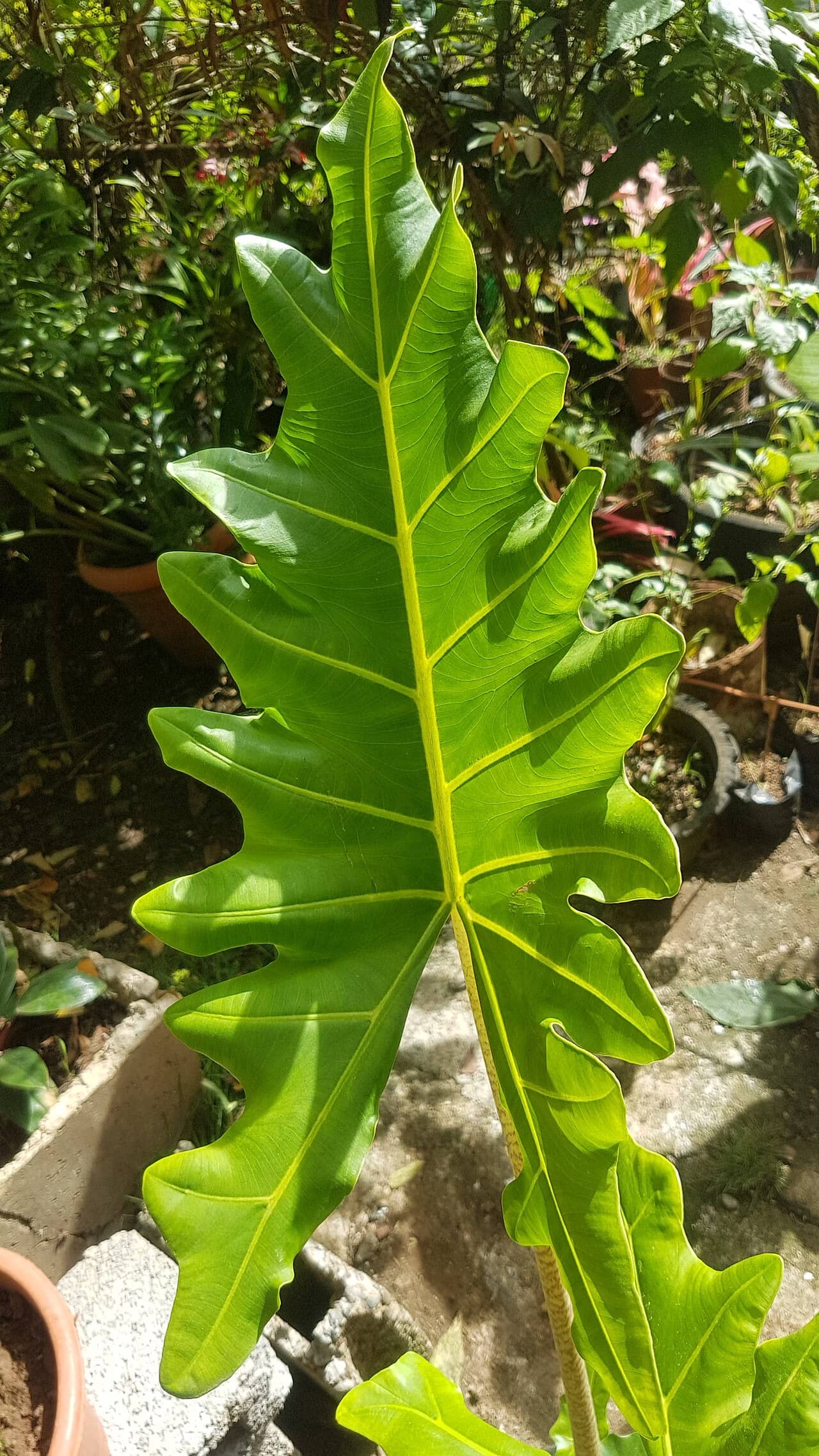Close view of Alocasia portei (Alocasia portei) foliage.
