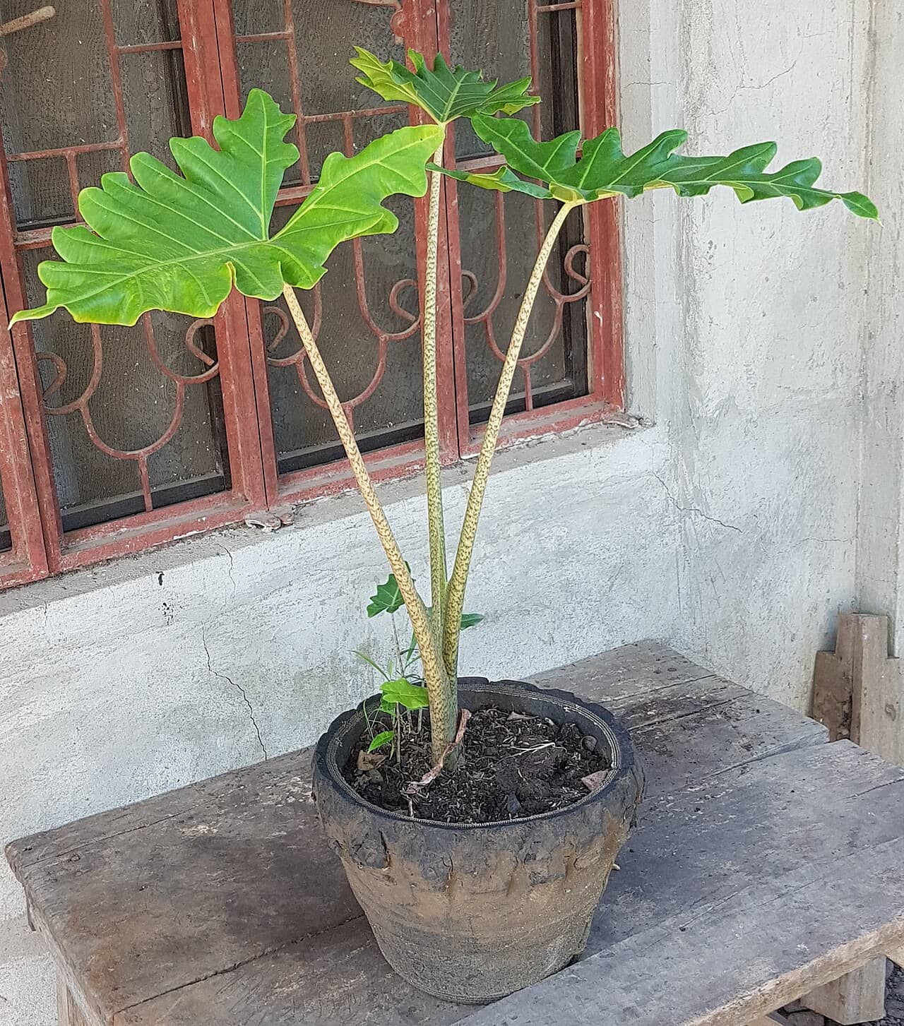 Alocasia portei (Alocasia portei) growing in a pot.