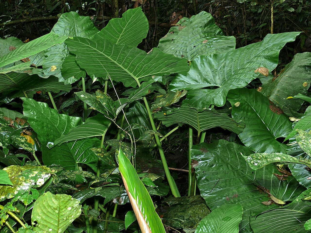 Elephant Ear (Alocasia sarawakensis), the whole plant.