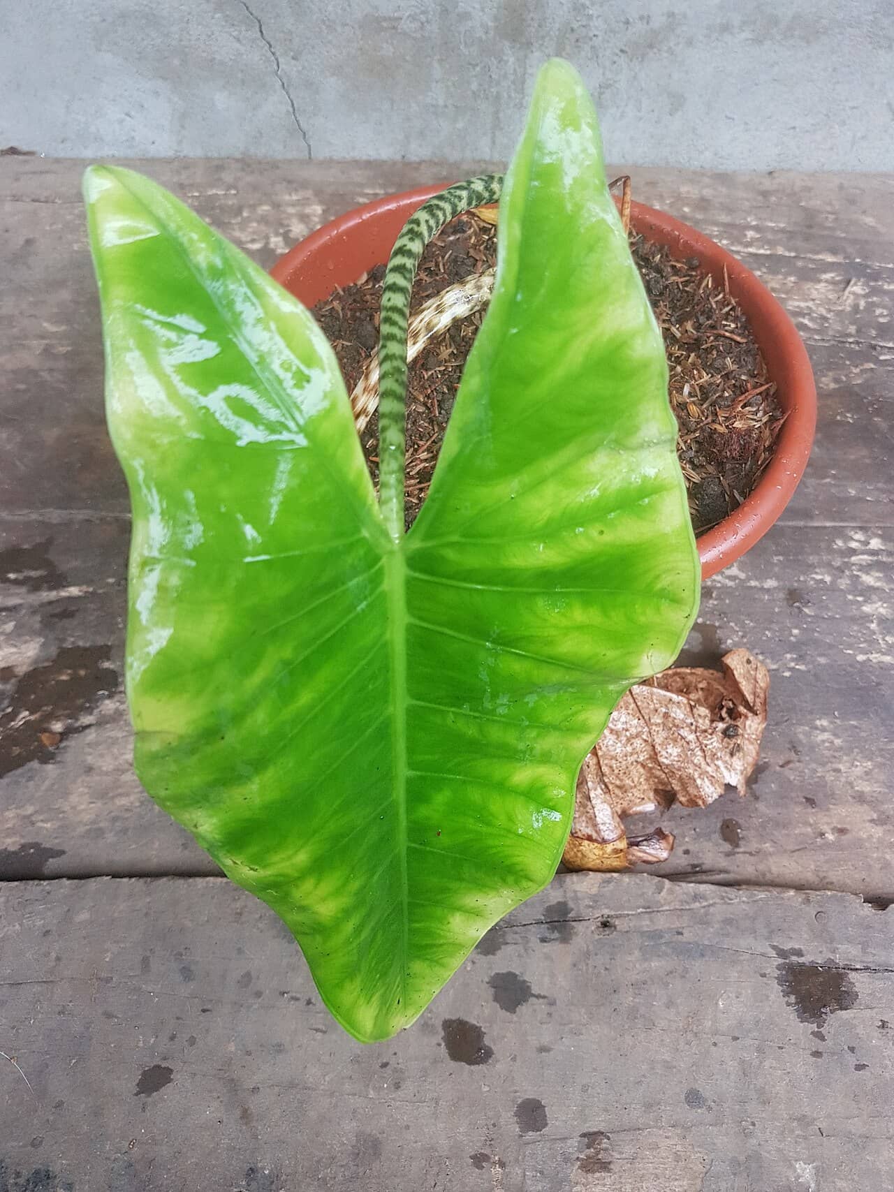 Alocasia zebrina (Alocasia zebrina), the whole plant.