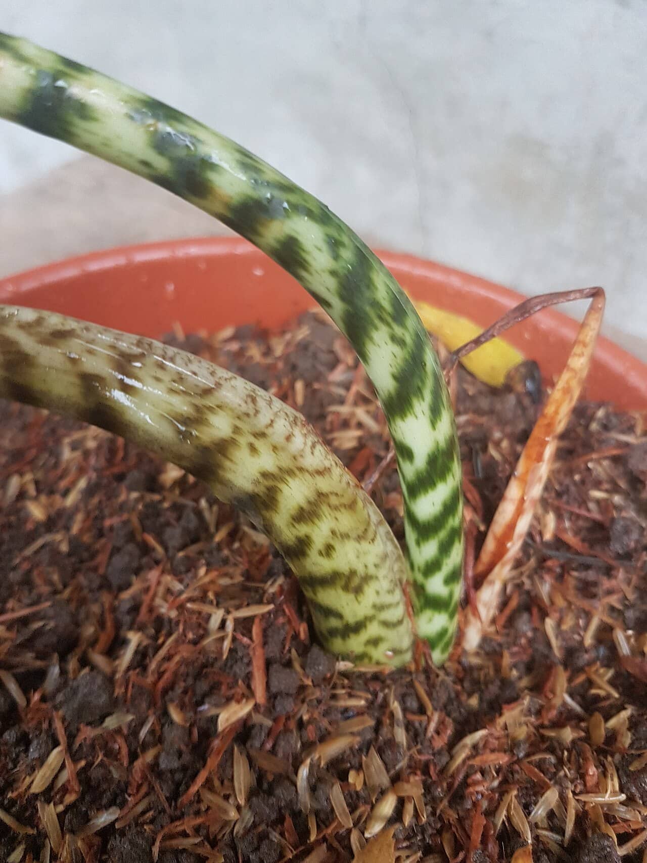 Close view of Alocasia zebrina (Alocasia zebrina) foliage.