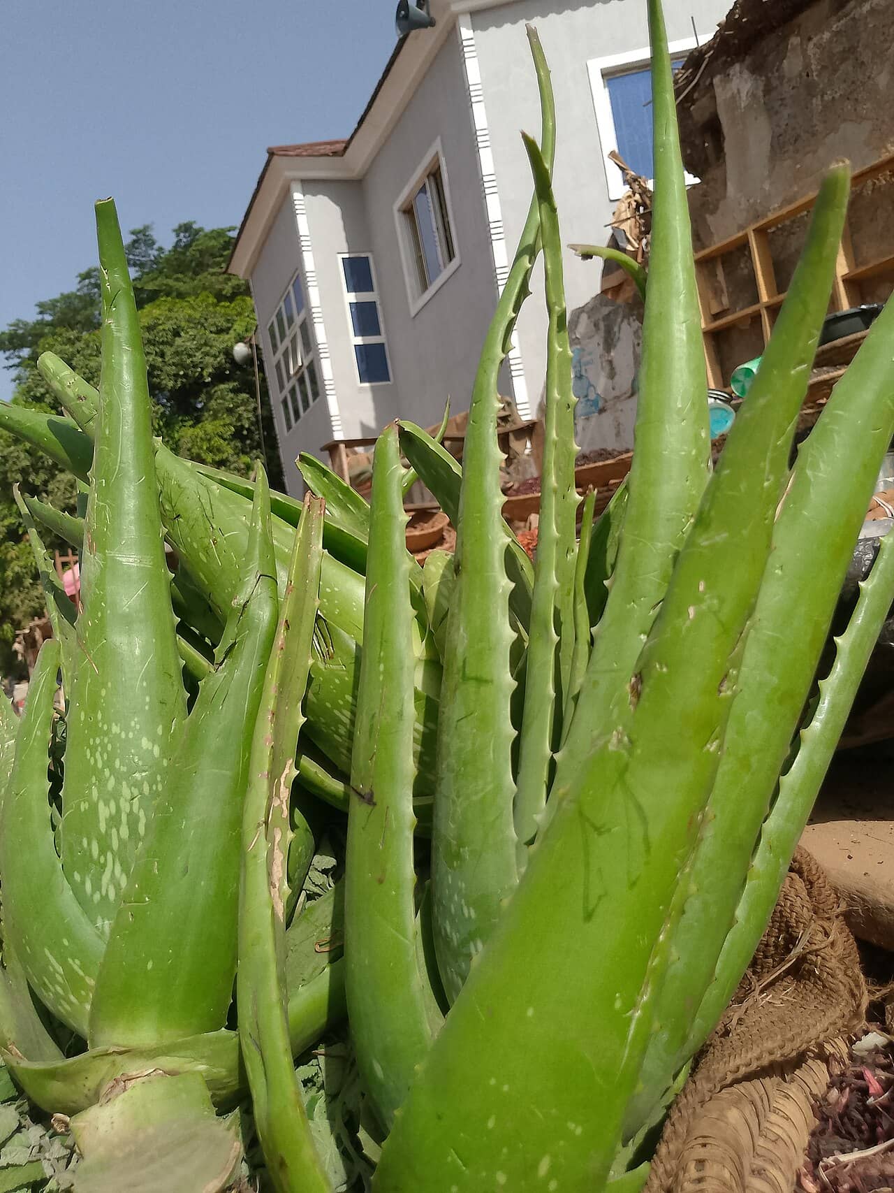 Aloe vera (Aloe vera), the whole plant.