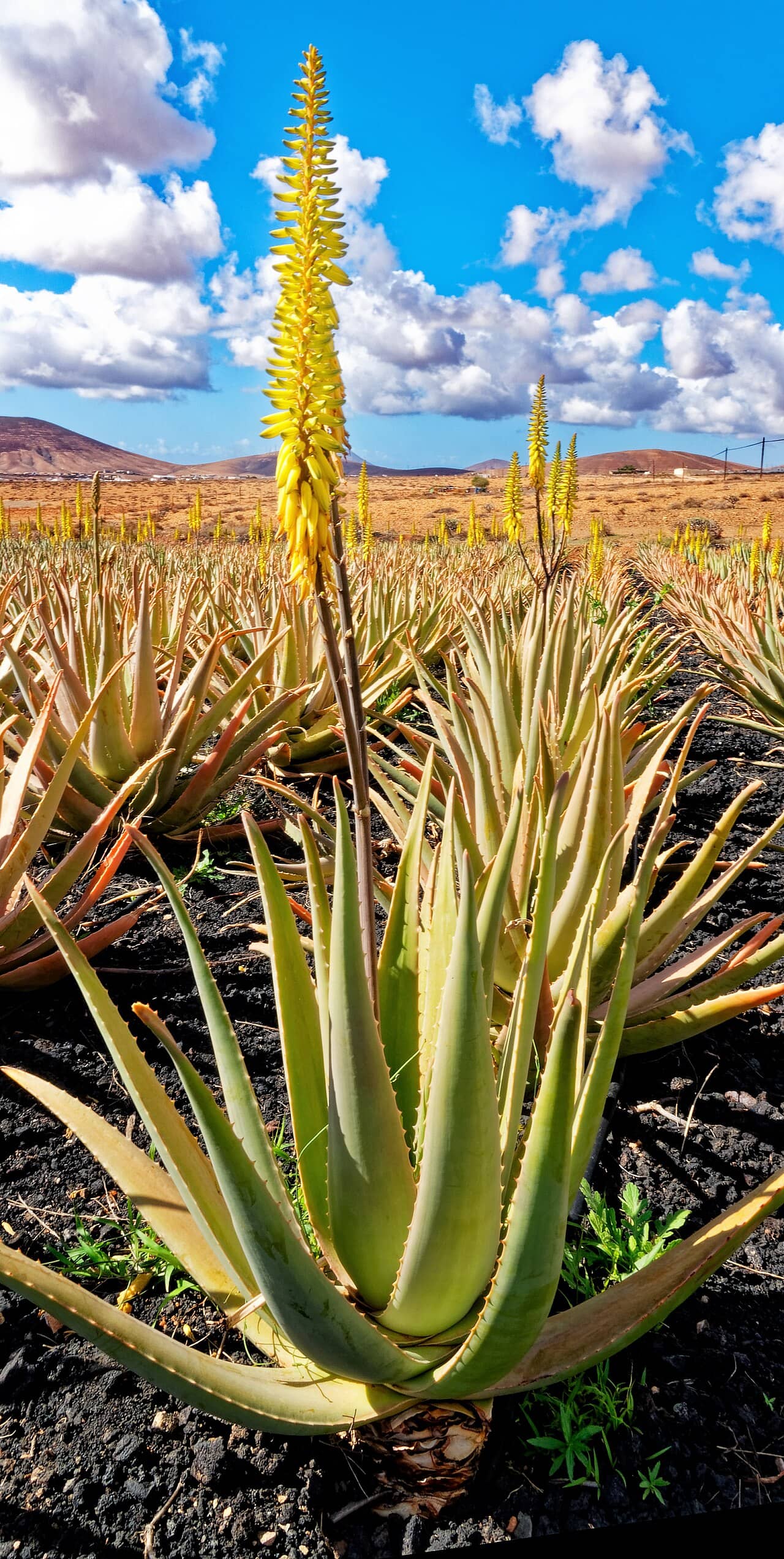 Flowers of Aloe vera (Aloe vera).