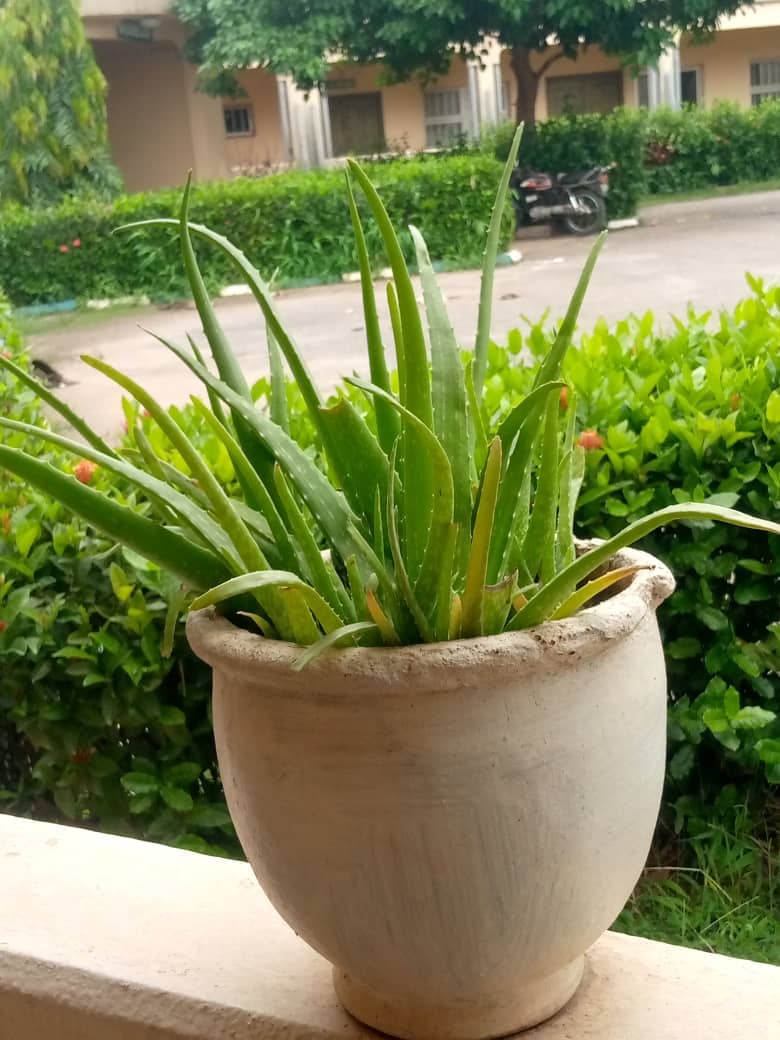 Aloe vera (Aloe vera) growing in a pot.