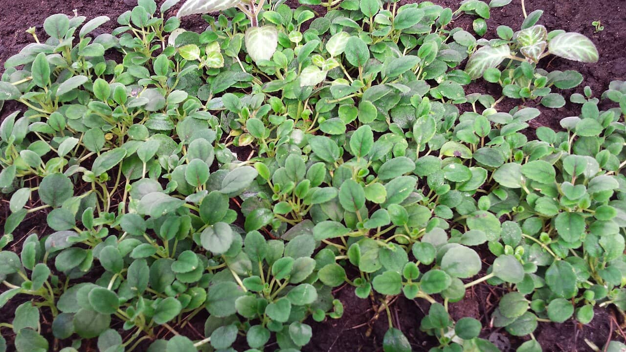 Chocolate Soldier (Alsobia dianthiflora), the whole plant.