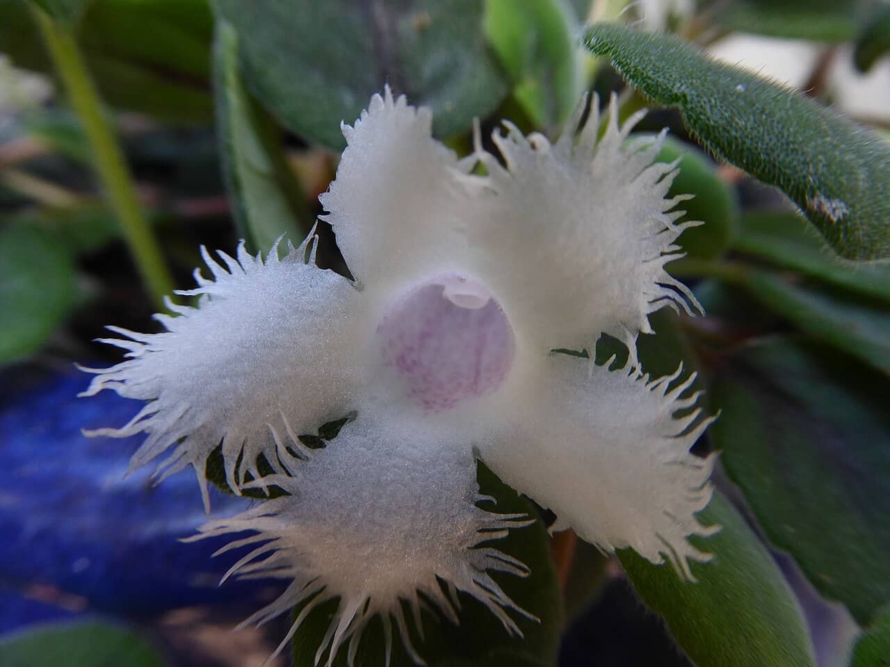 Flowers of Chocolate Soldier (Alsobia dianthiflora).