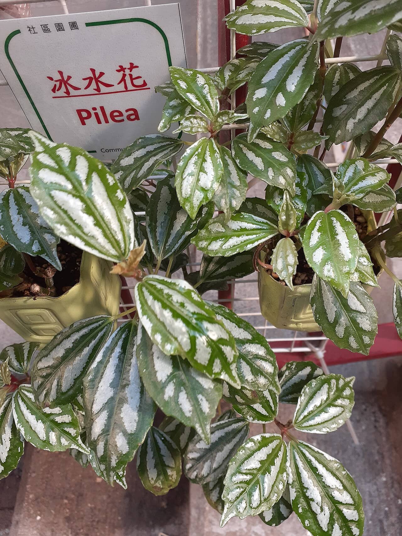 Aluminum plant (Pilea cadierei), the whole plant.