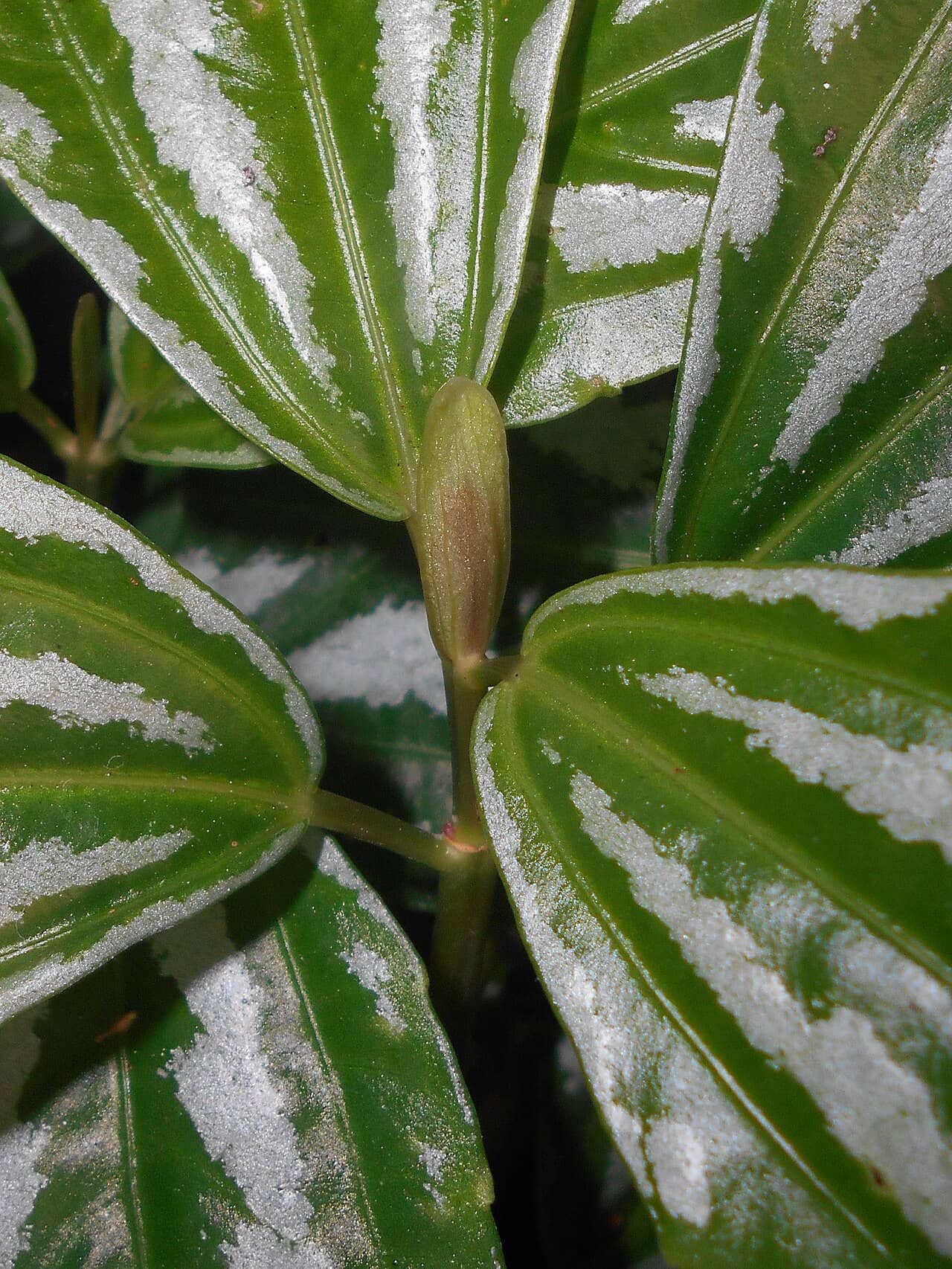 Close view of Aluminum plant (Pilea cadierei) foliage.