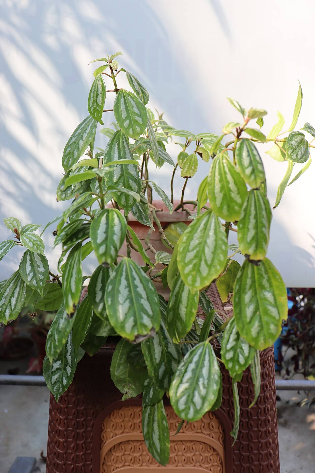 Aluminum plant (Pilea cadierei) growing in a pot.