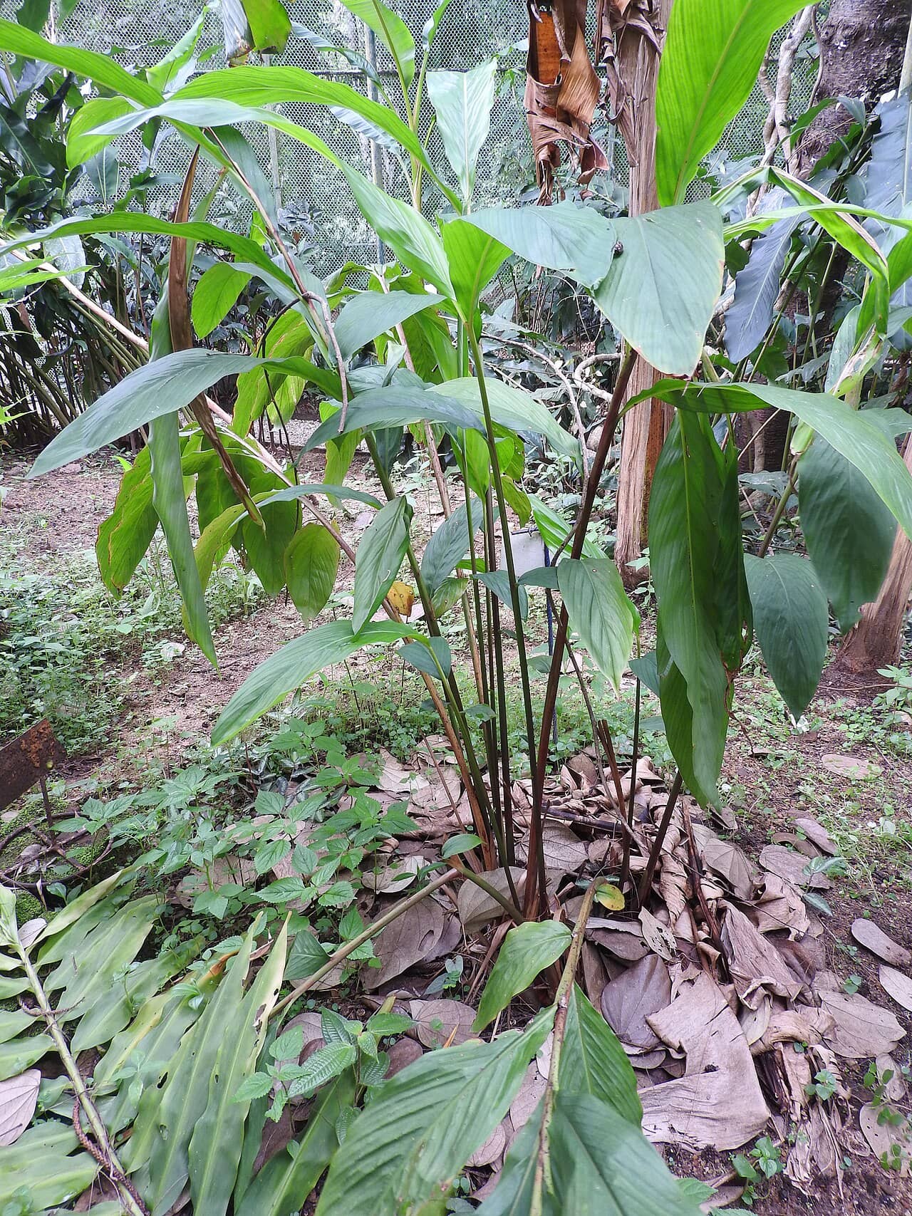 Bengal Cardamom (Amomum subulatum), the whole plant.