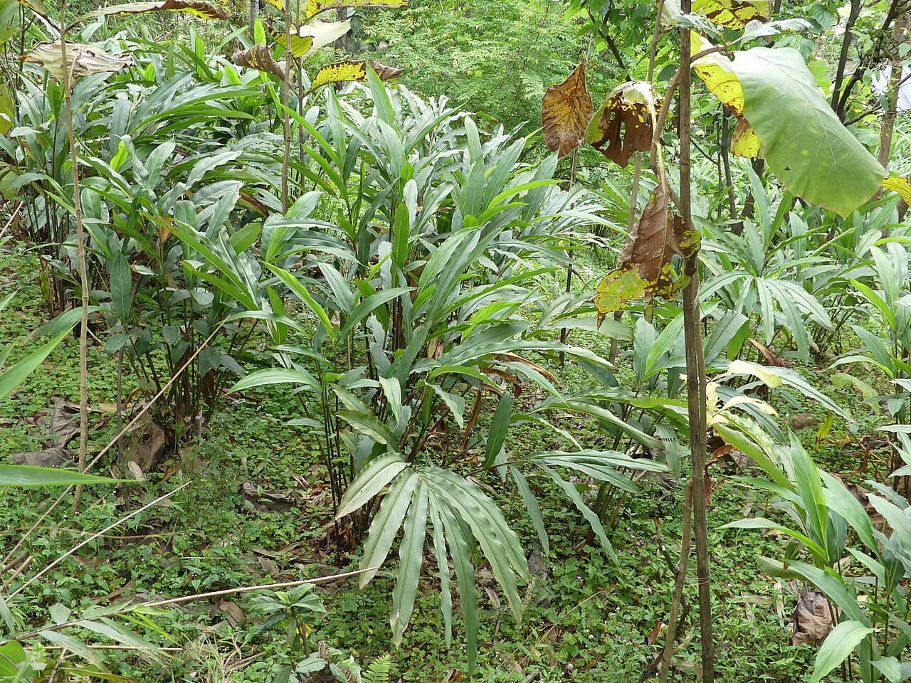 Bengal Cardamom (Amomum subulatum) growing wild.