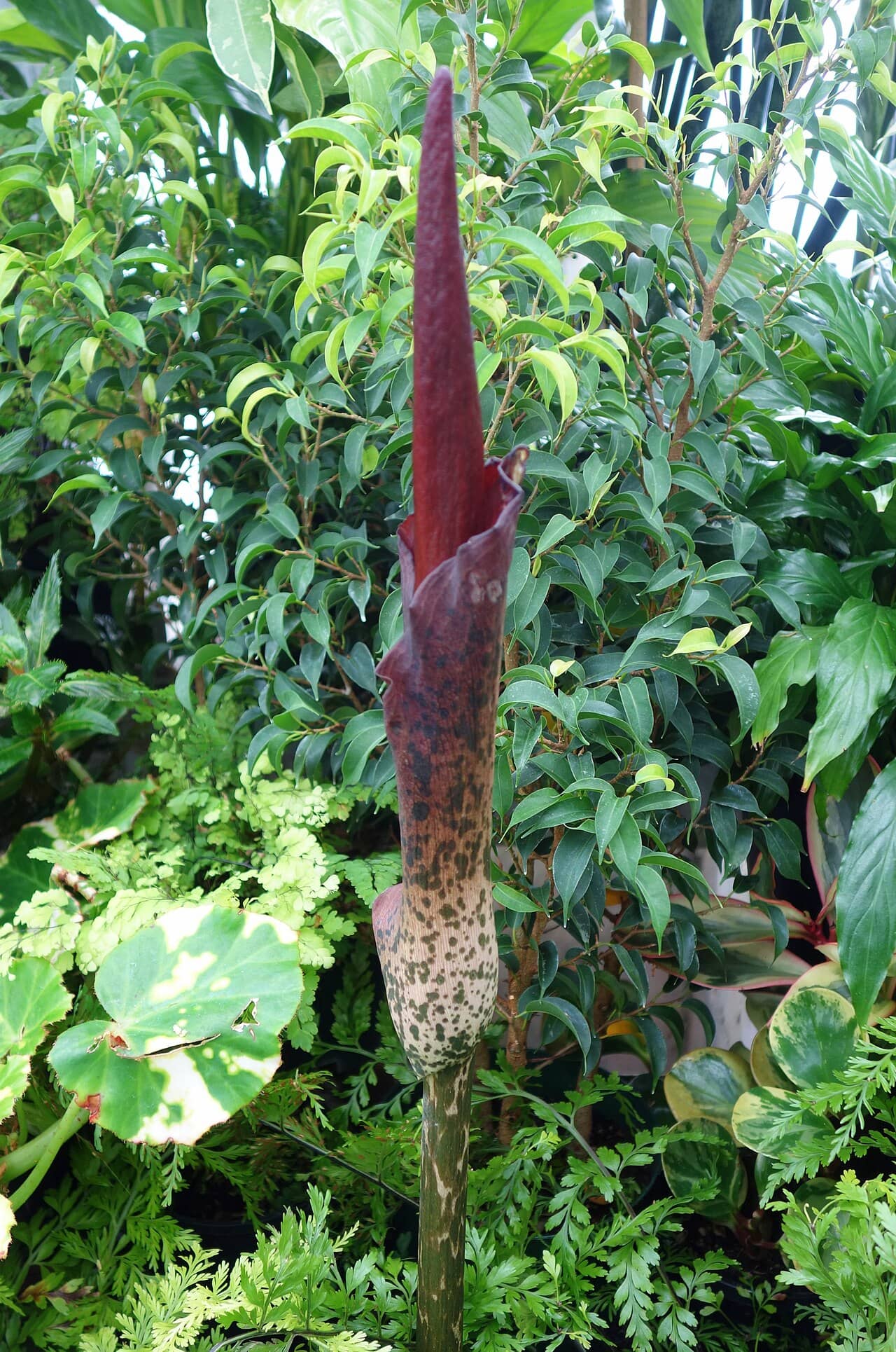 Devil's Tongue (Amorphophallus konjac), the whole plant.