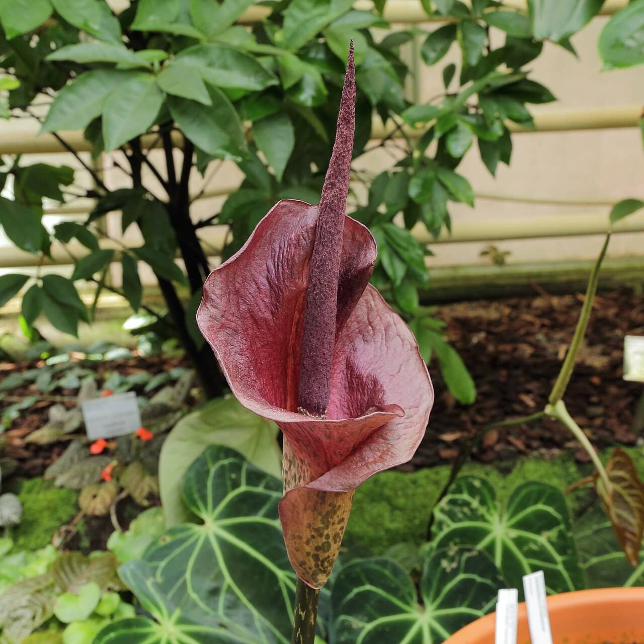 Flowers of Devil's Tongue (Amorphophallus konjac).