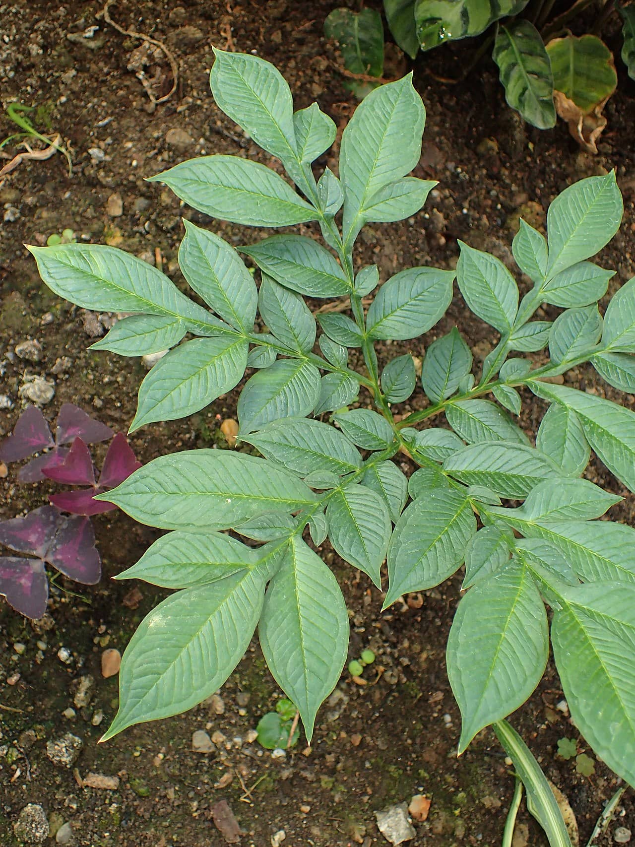 Devil's Tongue (Amorphophallus konjac) growing wild.