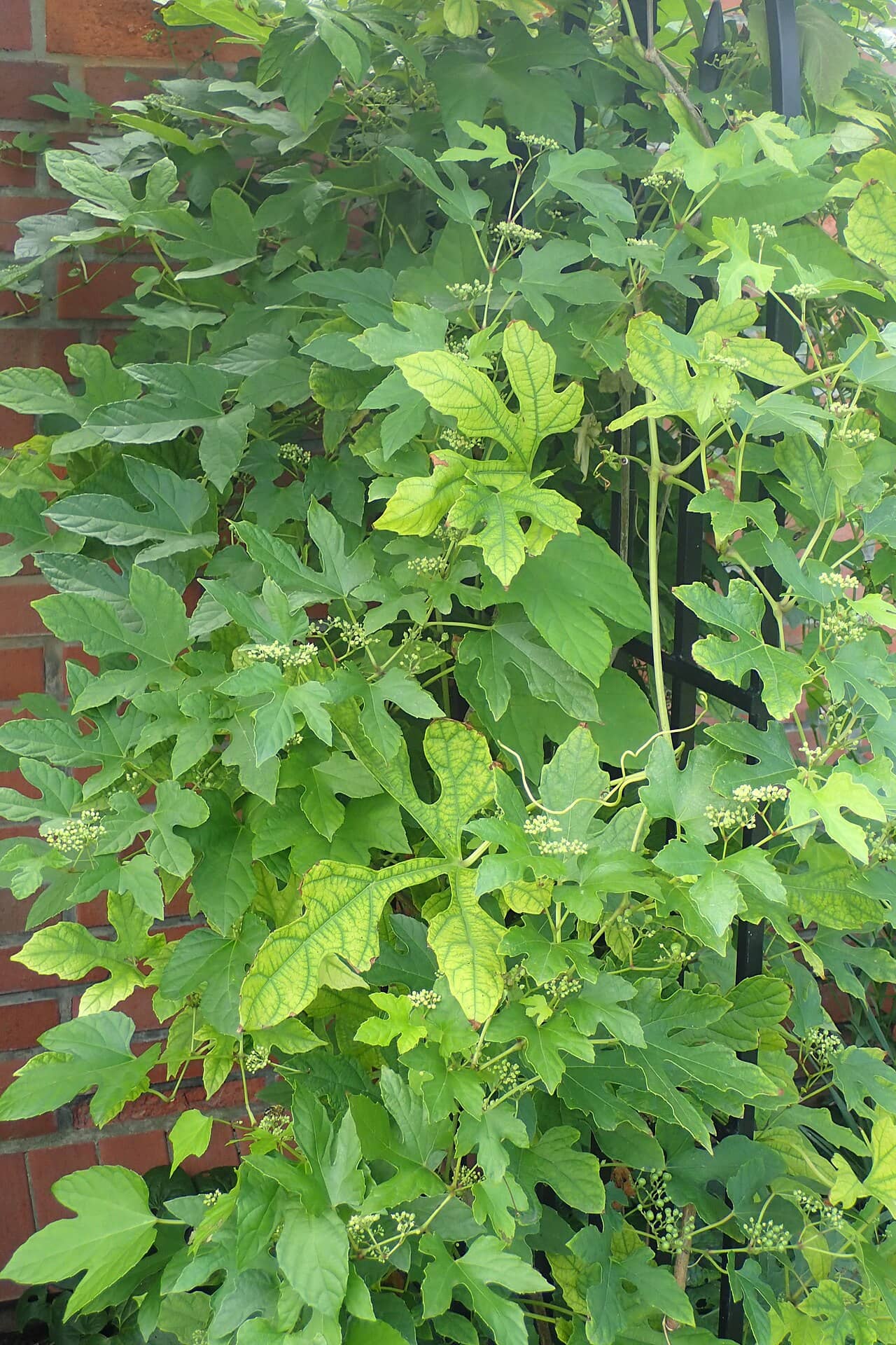 Ampelopsis glandulosa (Ampelopsis glandulosa), the whole plant.