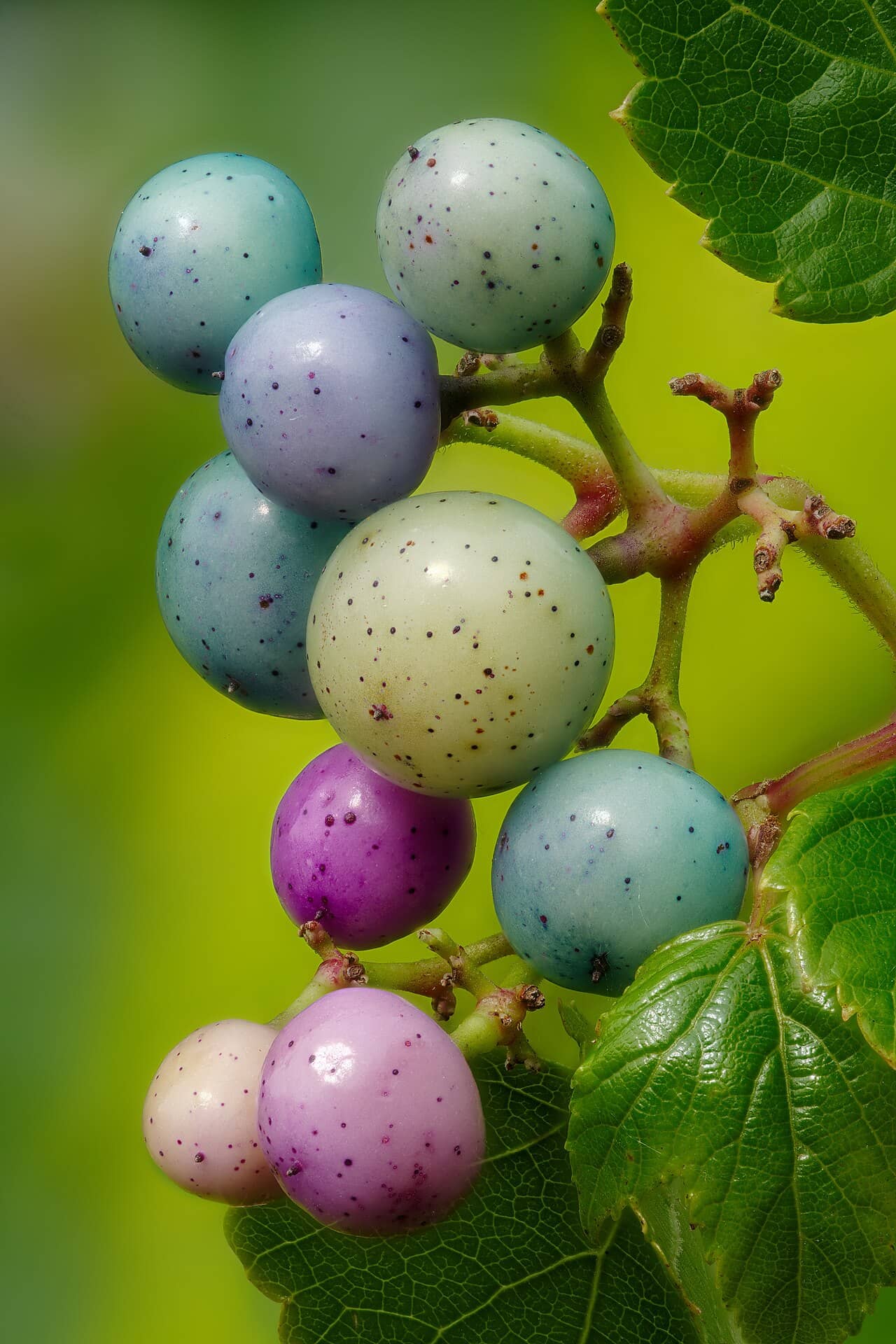 Close view of Ampelopsis glandulosa (Ampelopsis glandulosa) foliage.