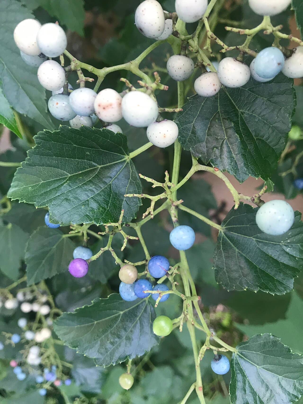 Ampelopsis glandulosa (Ampelopsis glandulosa) growing wild.