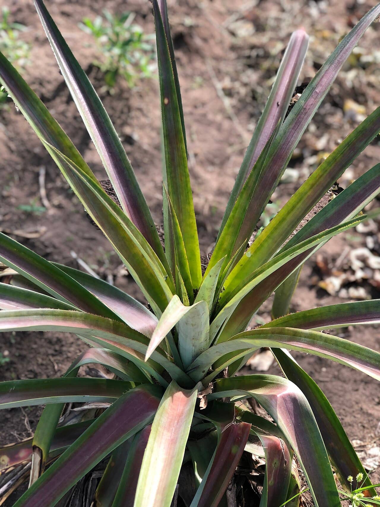 Ananas (Ananas comosus), the whole plant.
