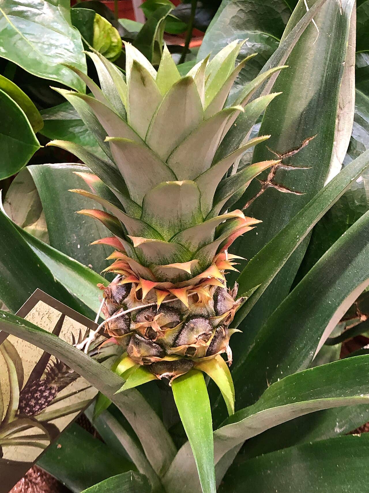 Close view of Ananas (Ananas comosus) foliage.