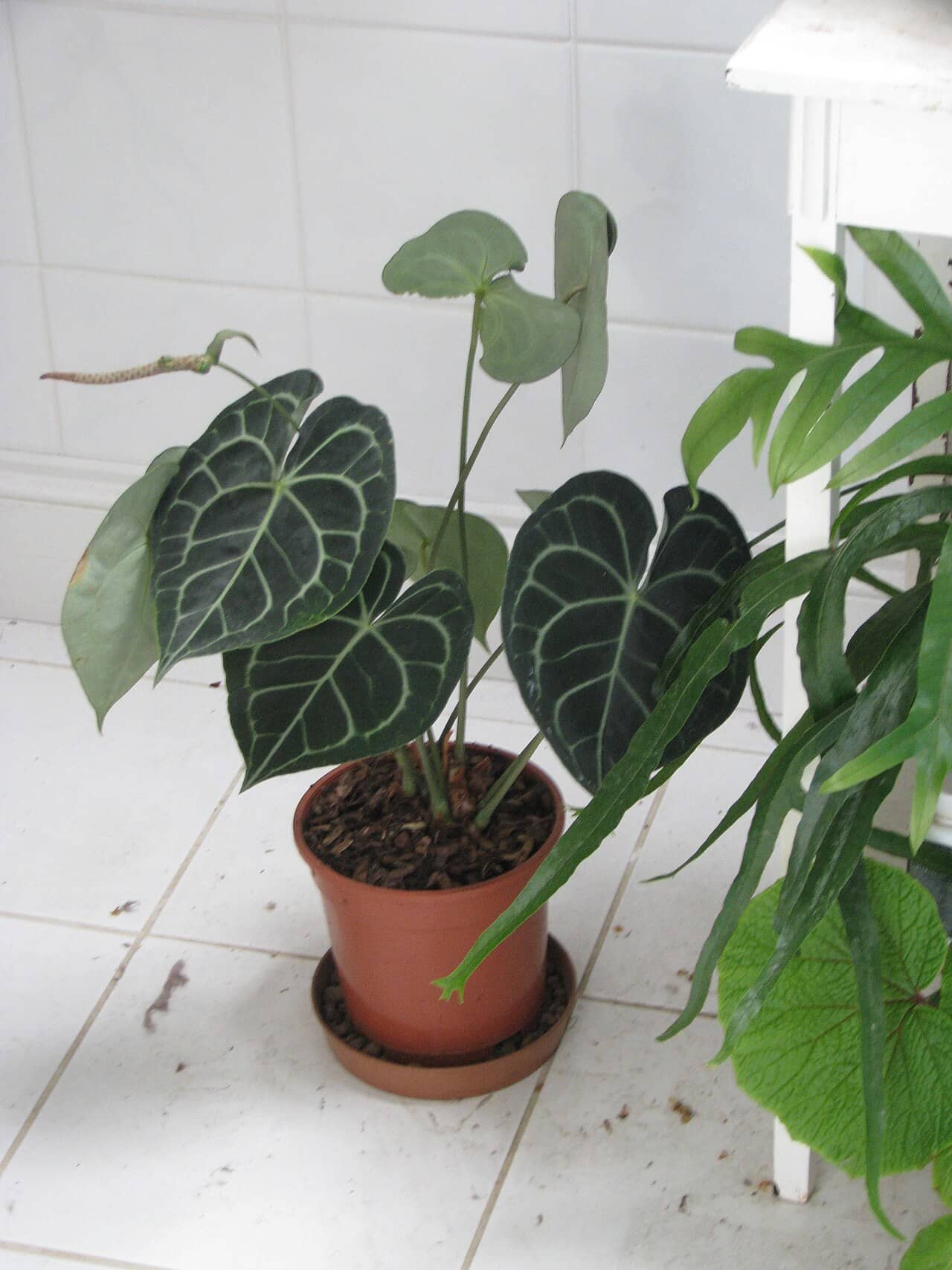 Anthurium clarinervium (Anthurium clarinervium), the whole plant.