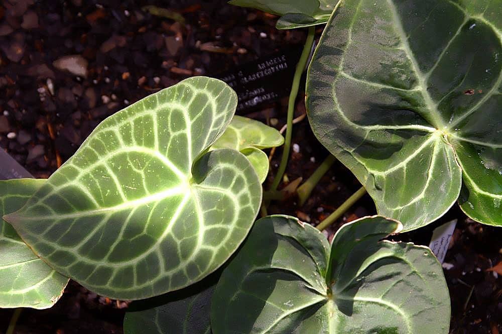 Close view of Anthurium clarinervium (Anthurium clarinervium) foliage.