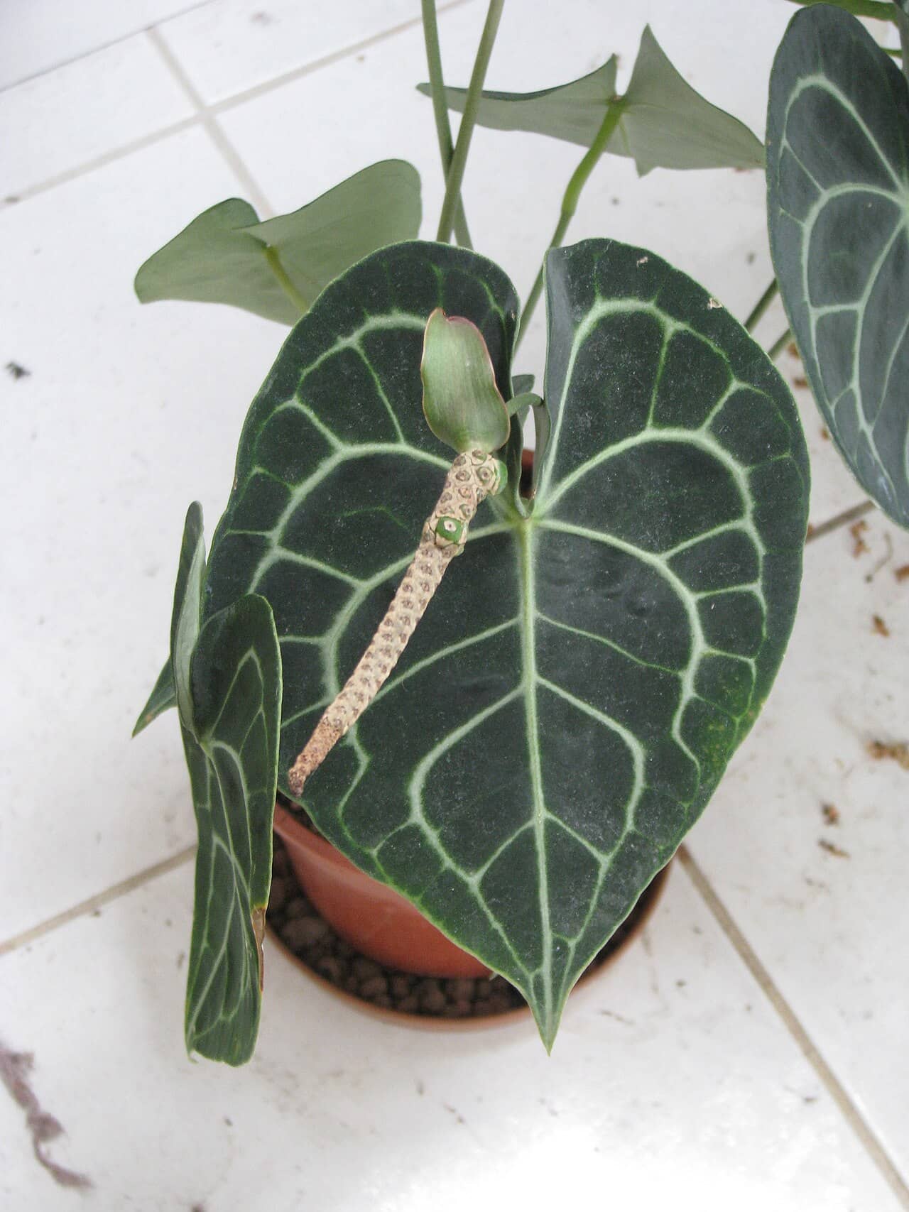 Anthurium clarinervium (Anthurium clarinervium) growing in a pot.