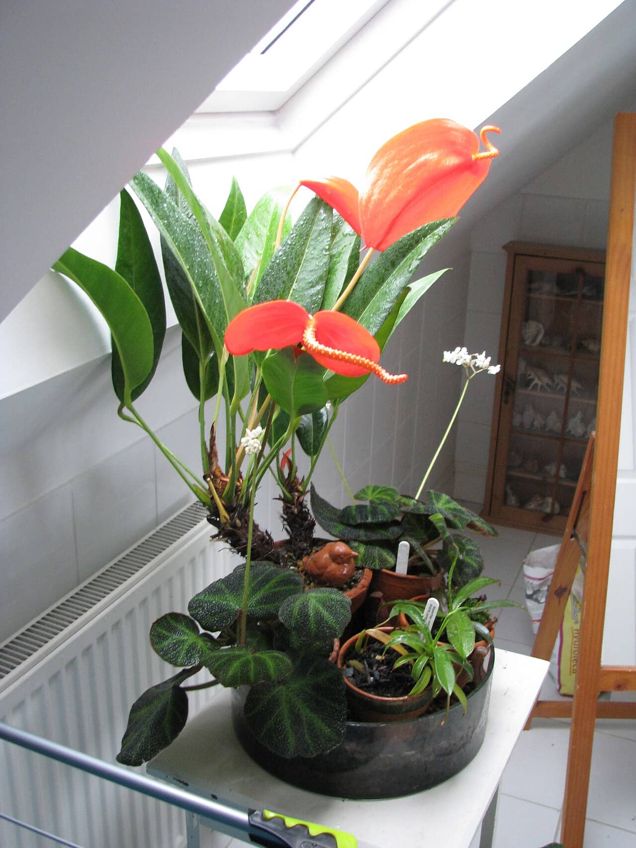 Flamingo Flower (Anthurium scherzerianum), the whole plant.