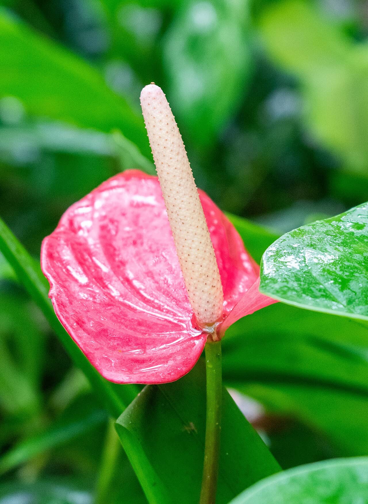 Flowers of Flamingo Flower (Anthurium scherzerianum).