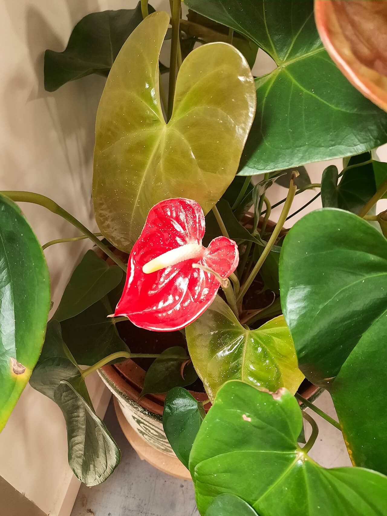 Flamingo Flower (Anthurium scherzerianum) growing in a pot.