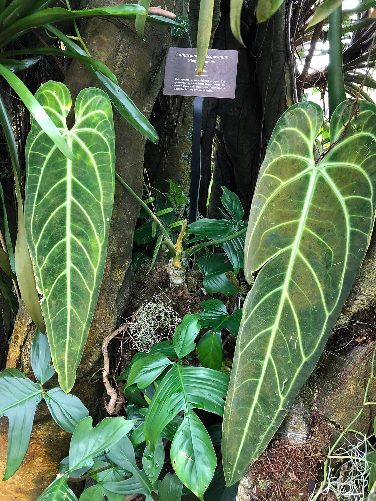 Anthurium warocqueanum (Anthurium warocqueanum), the whole plant.