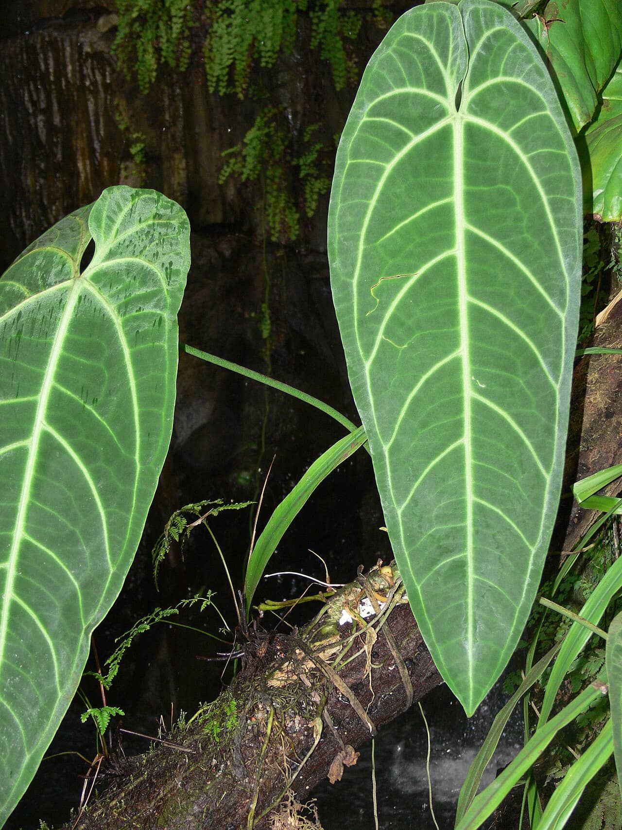 Close view of Anthurium warocqueanum (Anthurium warocqueanum) foliage.
