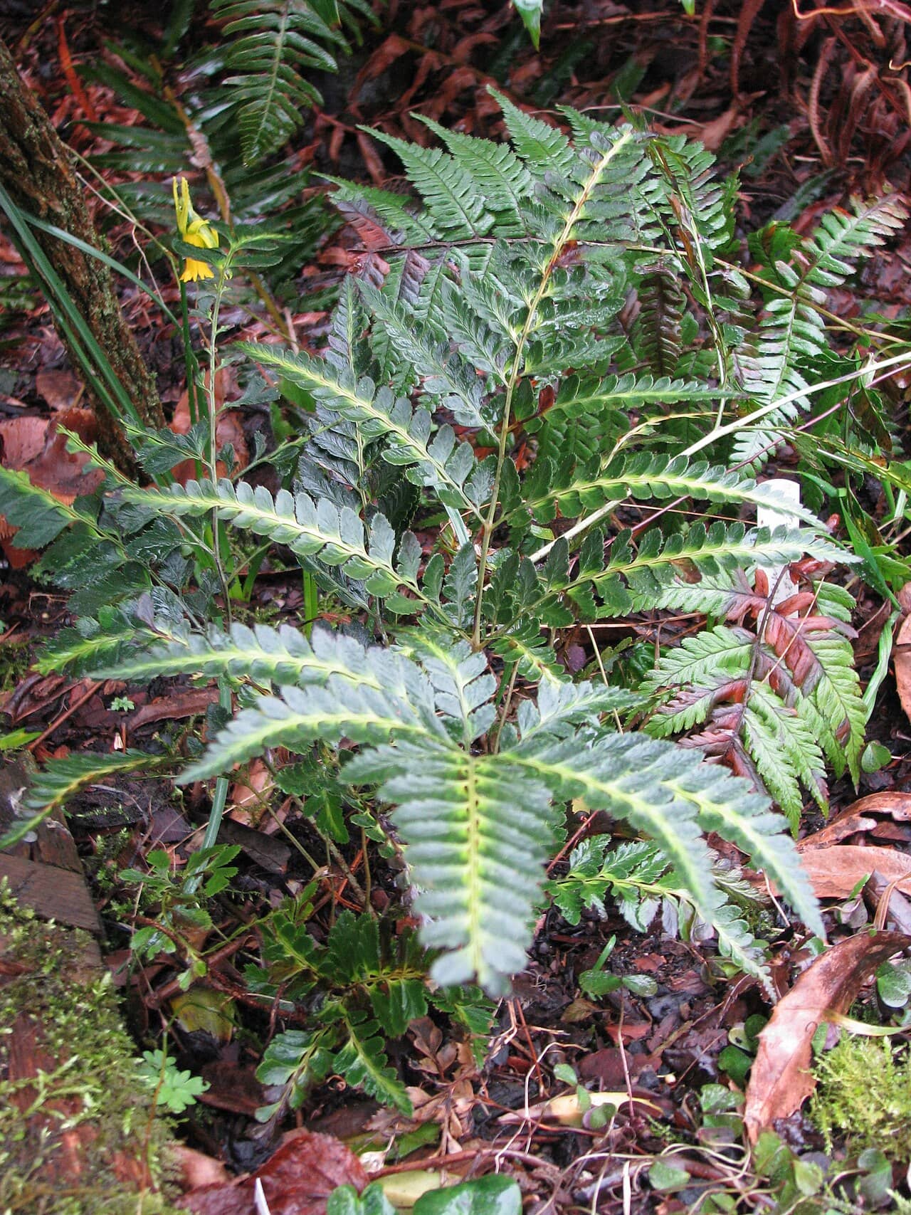 Arachnoides (Arachniodes simplicior), the whole plant.