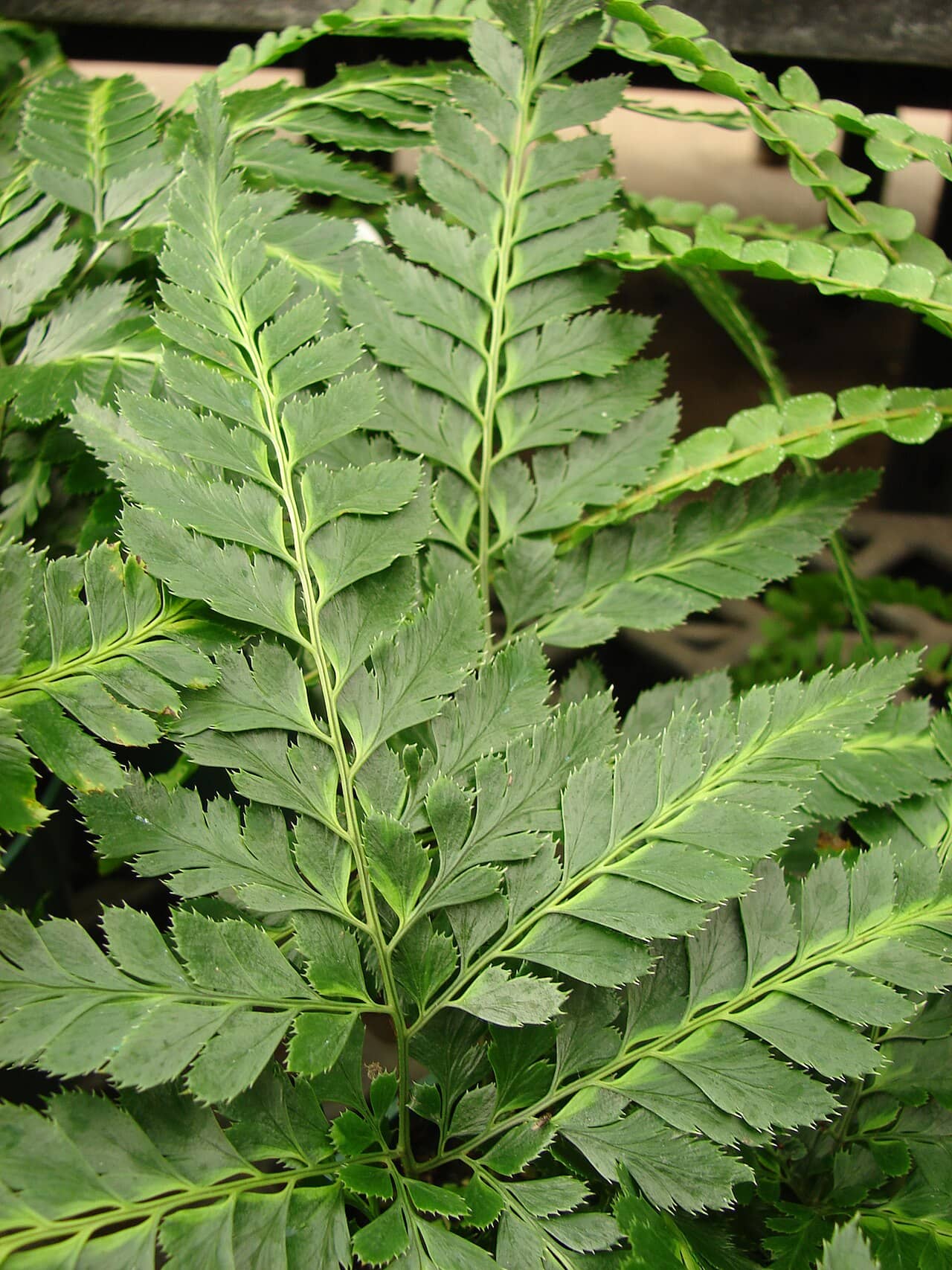 Close view of Arachnoides (Arachniodes simplicior) foliage.