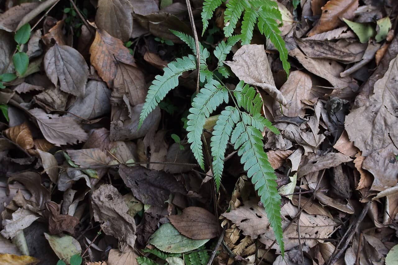 Arachnoides (Arachniodes simplicior) growing wild.