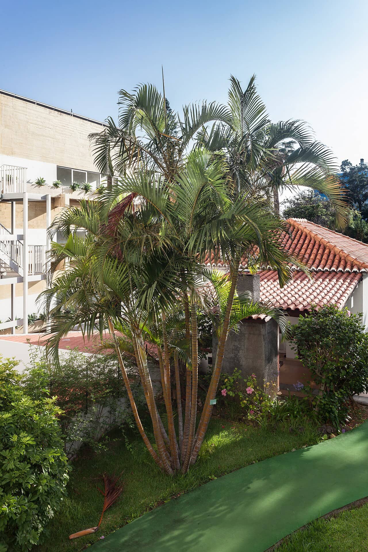 Areca palm (Dypsis lutescens), the whole plant.